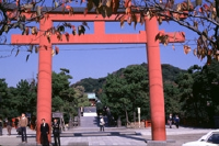 Tsurugaoka Hachiman-gu Shrine Kanagawa ©JNTO