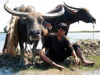 Buffalo Boy